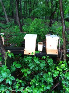new hives